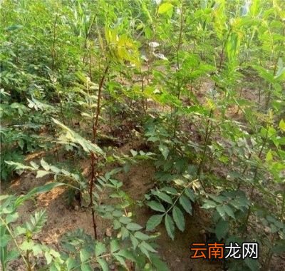 花椒种子要如何育苗