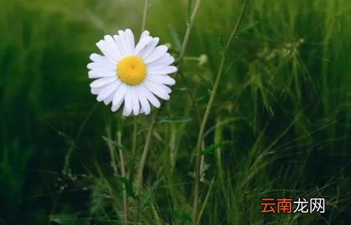 心理测试:凭眼缘选一朵你最喜欢的花,测出你会遇到什么样的对象