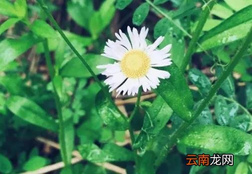 心理测试:凭眼缘选一朵你最喜欢的花,测出你会遇到什么样的对象