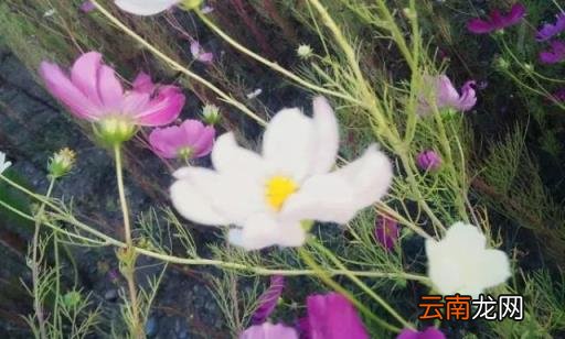 心理测试:凭眼缘选一朵你最喜欢的花,测出你会遇到什么样的对象