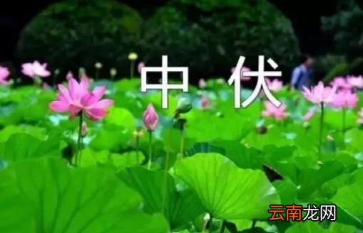 2022中伏是哪一天 2022年中伏是几月几号