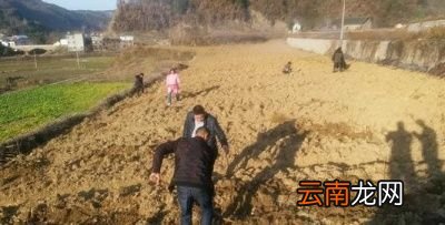 黄桃栽种的注意事项