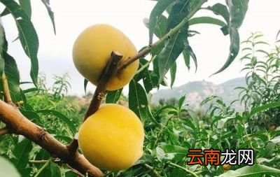 黄桃栽种的注意事项