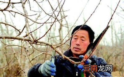 黄桃栽种的注意事项