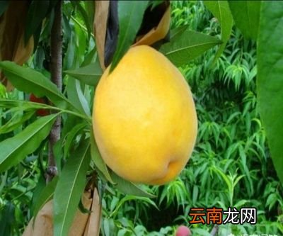 黄桃种植的注意事项