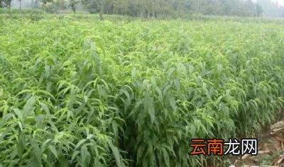 黄桃种植的注意事项