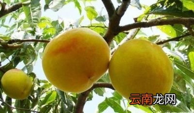 黄桃种植的注意事项