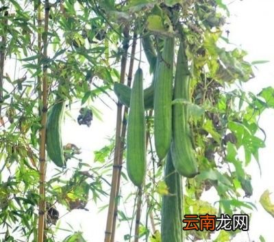 丝瓜用什么肥料