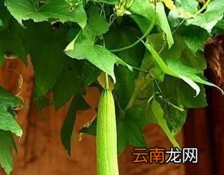 丝瓜用什么肥料