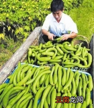 丝瓜用什么肥料
