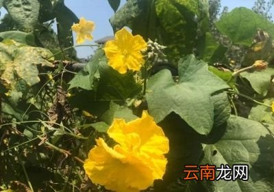 丝瓜正确的施肥方法