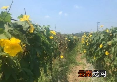 丝瓜正确的施肥方法