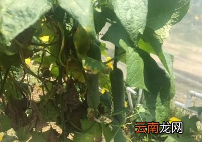 丝瓜正确的施肥方法