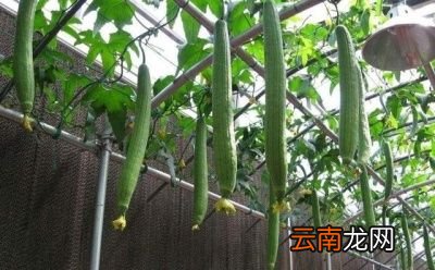 丝瓜施肥的注意事项