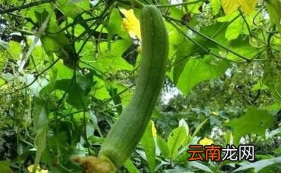 丝瓜施肥的注意事项