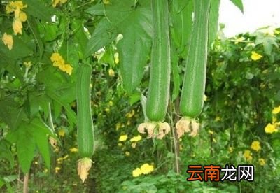 丝瓜施肥的注意事项