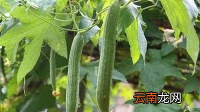丝瓜施肥的注意事项