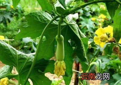 丝瓜到了结果盛期怎么调整施肥