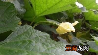 丝瓜到了结果盛期怎么调整施肥