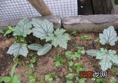 丝瓜到了结果盛期怎么调整施肥