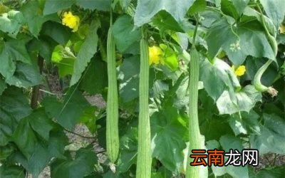 丝瓜施加什么肥料