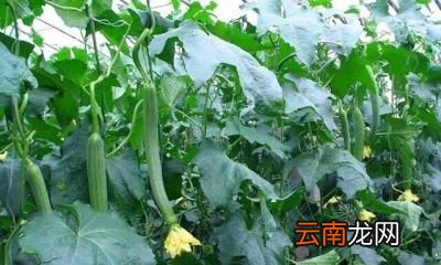 丝瓜施加什么肥料