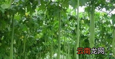 丝瓜施加什么肥料