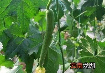 丝瓜施加什么肥料