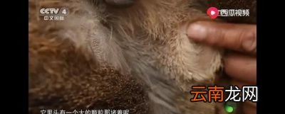 再来看甄嬛是怎样发现海棠树下的麝香的