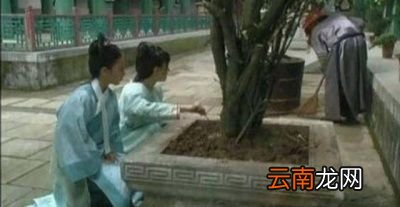 碎玉仙的麝香是谁埋的呢