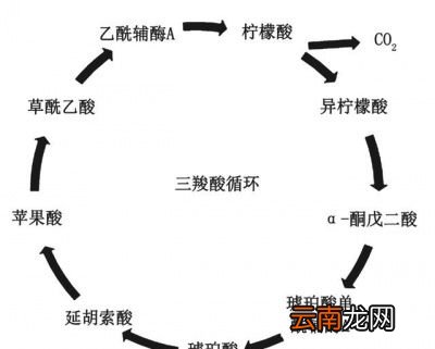 如何排出更多尿酸让尿酸不高痛风不犯