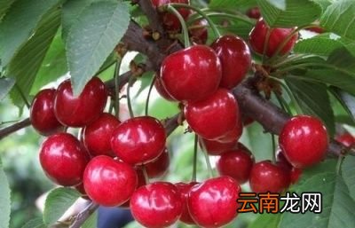 尿酸高的人不碰2物指的哪2物