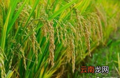 农村俗语“立夏落雨谷米如雨”是什么意思