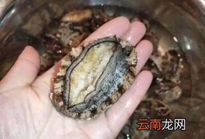 鲍鱼炒菜可以吗