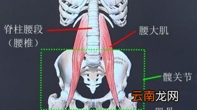 腰不好的人怎么安全地锻炼强健自己的腰