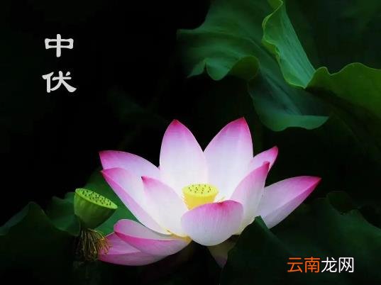 2022中伏多长时间 2022年中伏有多少天