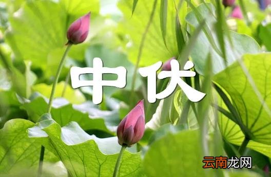 2022年中伏为什么是20天 2022年中伏是十天还是二十天