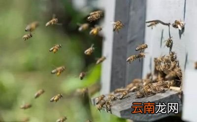 巢脾上的花粉变质后是什么样子的