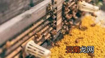 巢脾上的花粉变质后是什么样子的