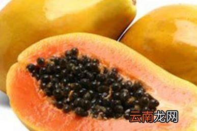 但是木瓜是转基因食品吗