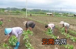 花生红薯为什么要等到谷雨后种