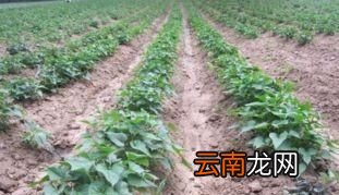 花生红薯为什么要等到谷雨后种