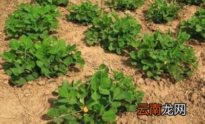 花生红薯为什么要等到谷雨后种