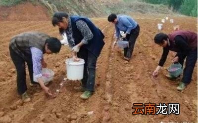 花生红薯为什么要等到谷雨后种