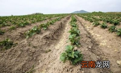 问题花生红薯为什么要等到谷雨后再种