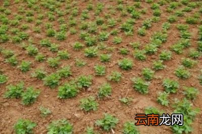 问题花生红薯为什么要等到谷雨后再种