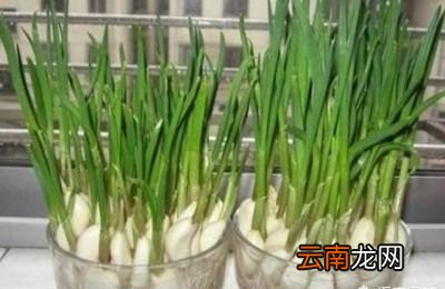 大蒜可以防治那些害虫呢