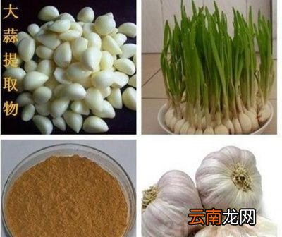 大蒜可以防治那些害虫呢