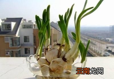 大蒜可以防治那些害虫呢