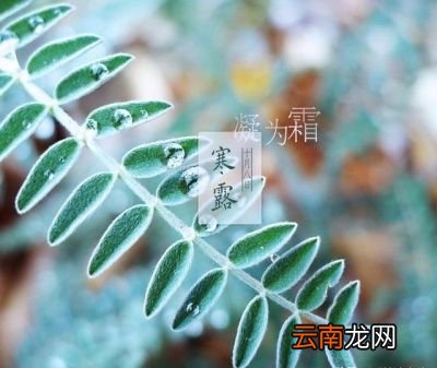 什么是“白露水”呢